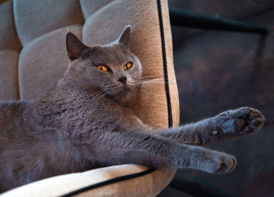 В России предложили ввести праздник в честь котов