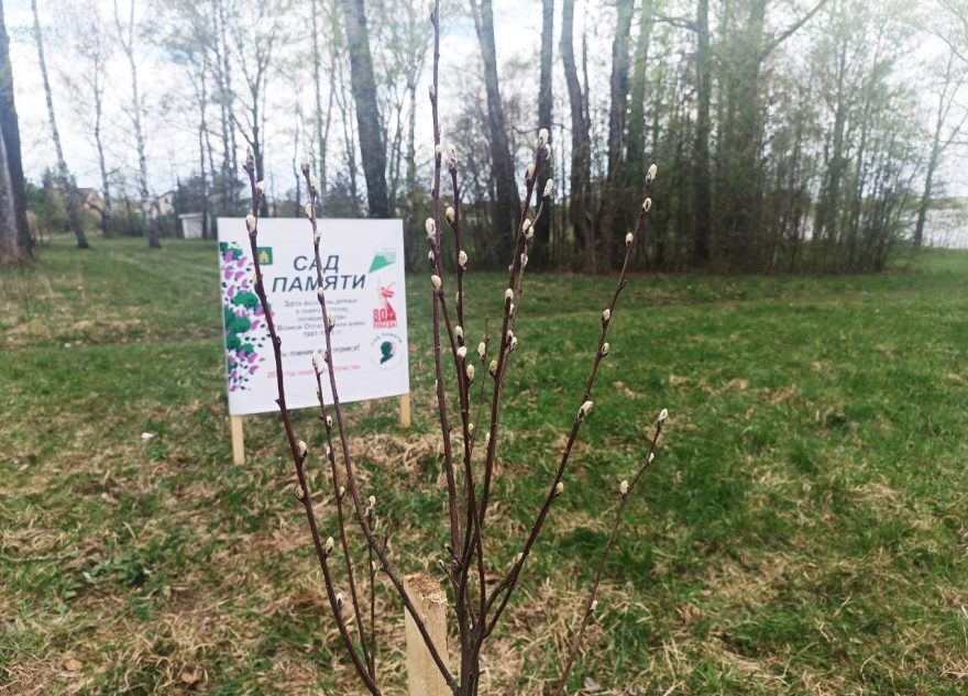 «Сад памяти»: в Тверской области высадили больше 150 тысяч саженцев и сеянцев деревьев
