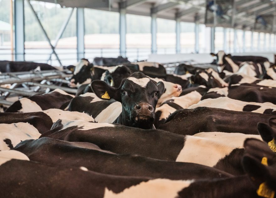 В Тверской области построят две новые молочно-товарные фермы