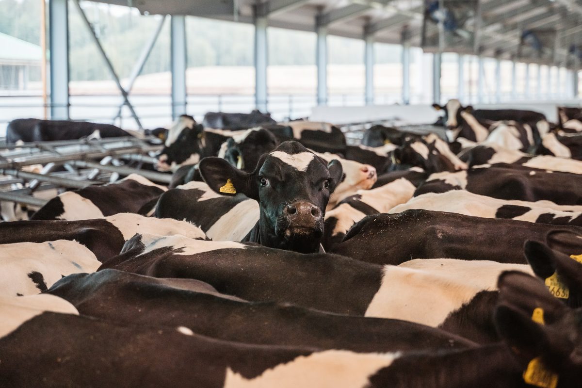 В Тверской области построят две новые молочно-товарные фермы