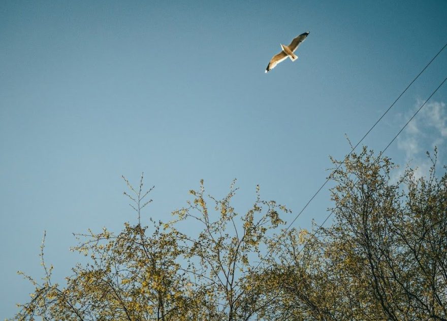 После холодов в Тверской области наступит лето