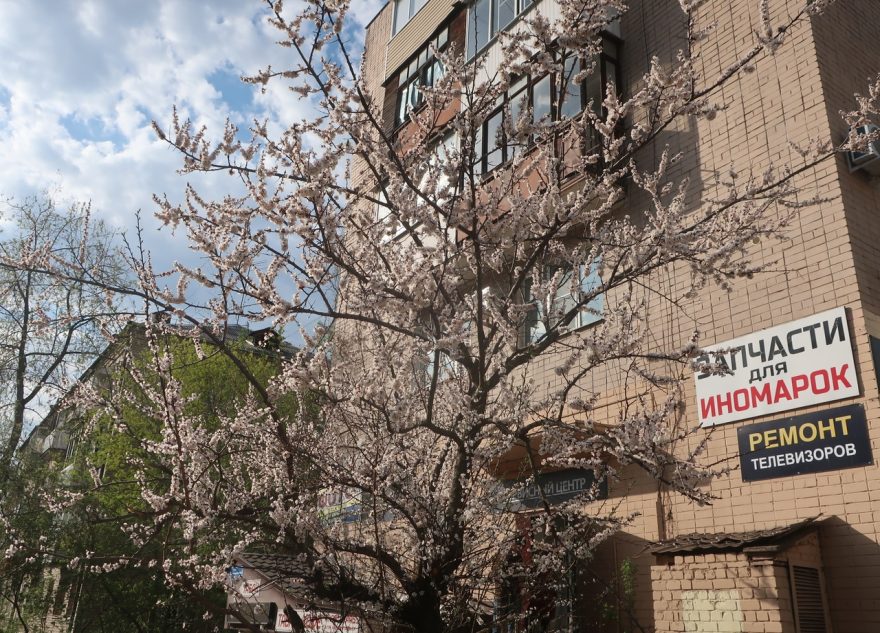 На улице Твери зацвело абрикосовое дерево