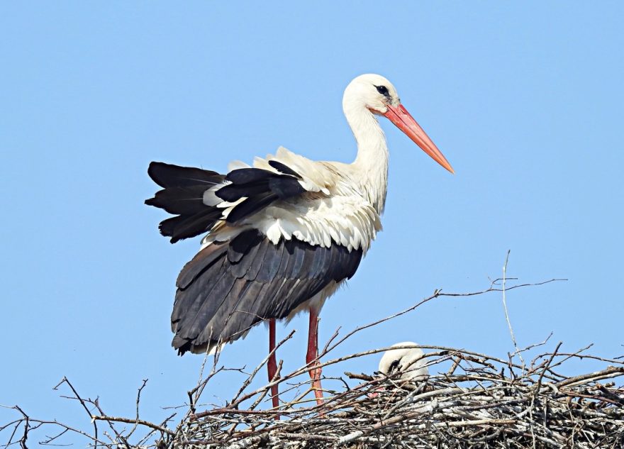 Много аистов в этом году прилетело в Тверскую область