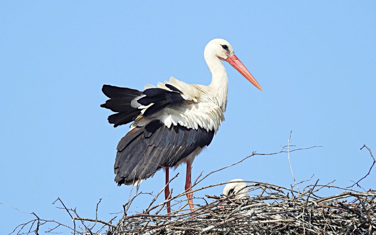 Много аистов в этом году прилетело в Тверскую область