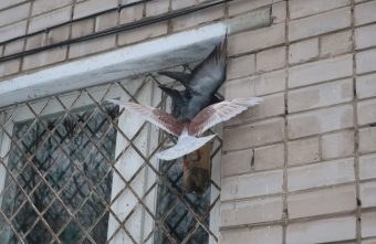 В Тверской области были замечены голуби-акробаты