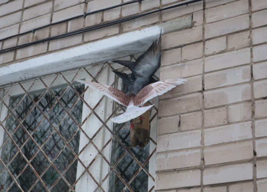 В Тверской области были замечены голуби-акробаты