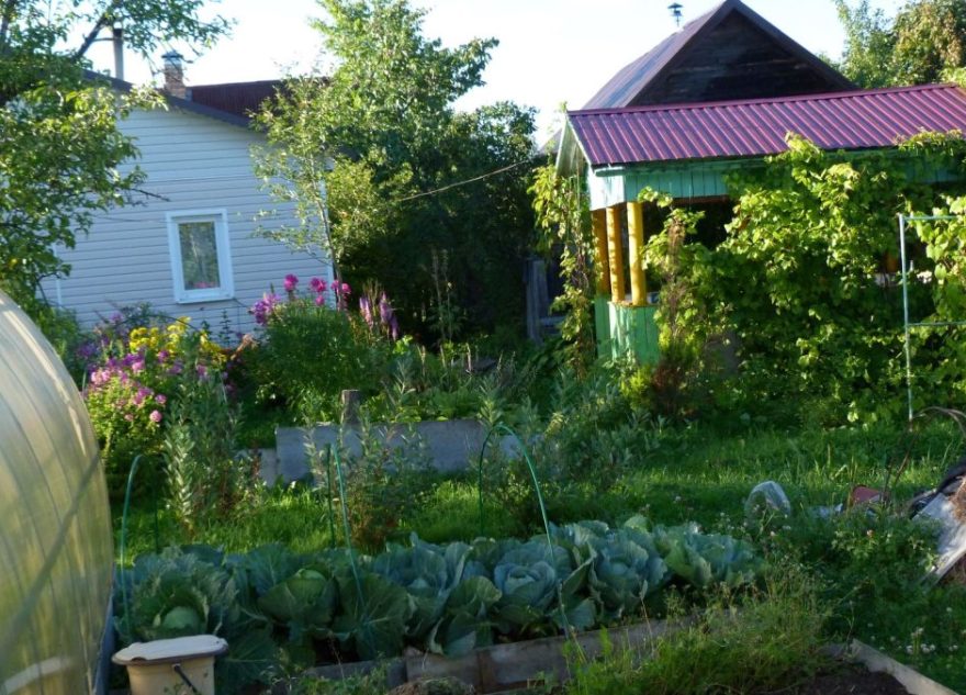 Союз дачников опубликовал календарь посадок на апрель