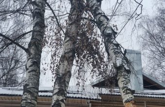 Сломанное дерево вот-вот рухнет в Тверской области