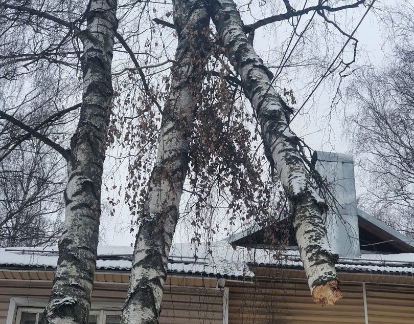 Сломанное дерево вот-вот рухнет в Тверской области