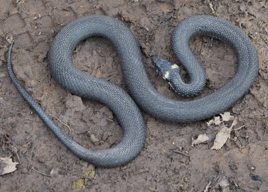 Змея из Тверской области выползла погреться на солнце