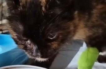 Кошку с огромной опухолью из Тверской области удалось спасти Кошку с огромной опухолью из Тверской области удалось спасти