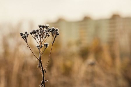 В Тверской области начинаются дневные морозы В Тверской области начинаются дневные морозы