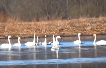 В Тверской области остановилась огромная стая белоснежных птиц