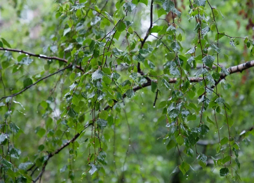 Метеорологи сообщили, какие погодные сюрпризы ждут жителей Тверской области на майских праздниках