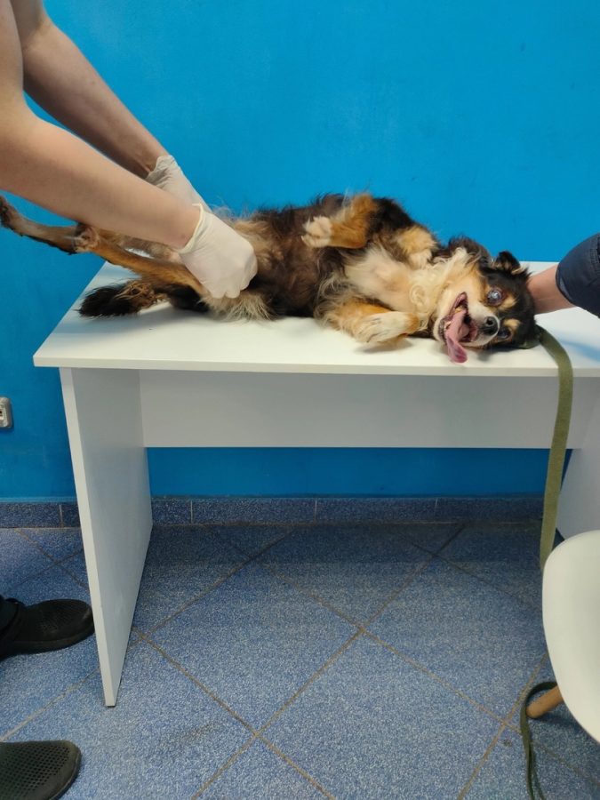Старой слепой собаке из Тверской области срочно нужна наша помощь