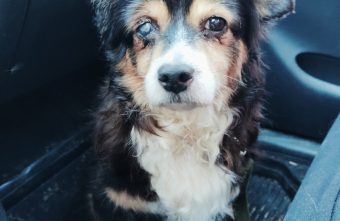 Старой слепой собаке из Тверской области срочно нужна наша помощь Старой слепой собаке из Тверской области срочно нужна наша помощь