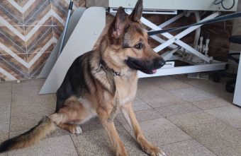 Жители Тверской области сначала били собаку, а потом решили убить Жители Тверской области сначала били собаку, а потом решили убить