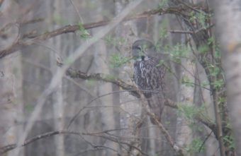 В Тверской области запечатлели на камеру сову из Красной книги В Тверской области запечатлели на камеру сову из Красной книги