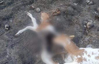 Туши телят привлекли стаю волков в Тверской области Туши телят привлекли стаю волков в Тверской области