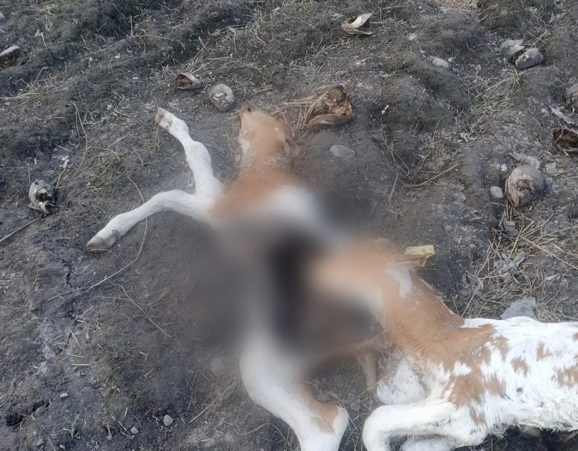 Туши телят привлекли стаю волков в Тверской области