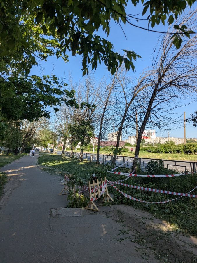 В Твери ободрали здоровый клен, чтобы огородить яму в асфальте