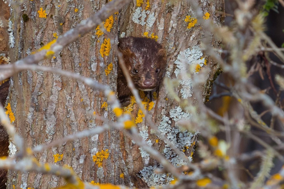 В Тверской области норку приняли за черную кошку
