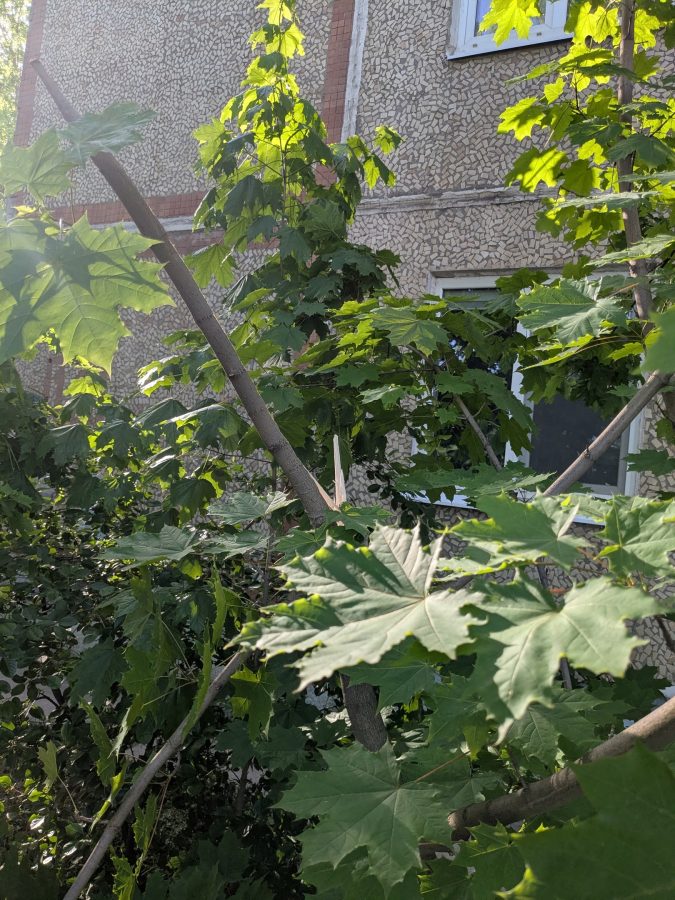 В Твери ободрали здоровый клен, чтобы огородить яму в асфальте