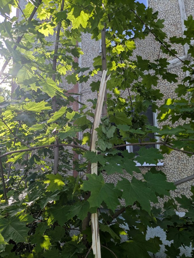 В Твери ободрали здоровый клен, чтобы огородить яму в асфальте