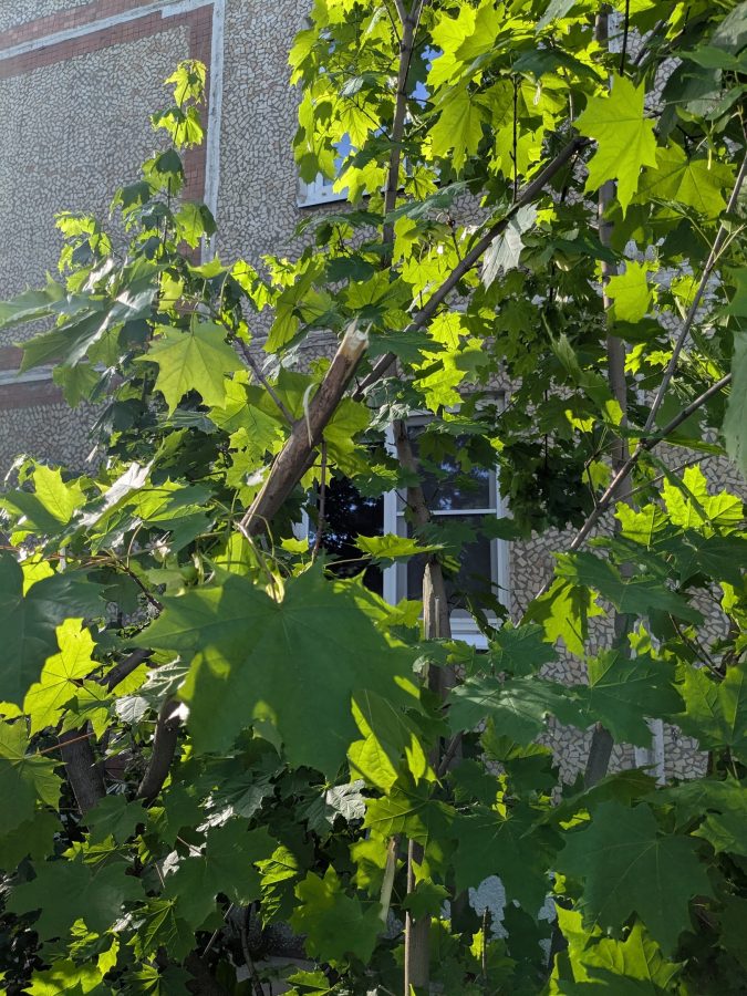 В Твери ободрали здоровый клен, чтобы огородить яму в асфальте