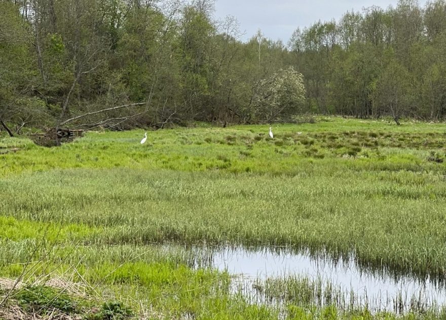 В Тверской области сняли на видео редких белых цапель