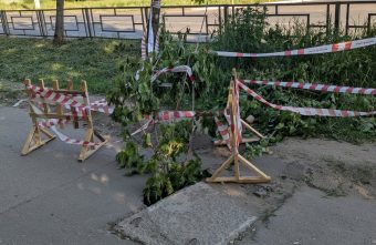 В Твери ободрали здоровый клен, чтобы огородить яму в асфальте клен