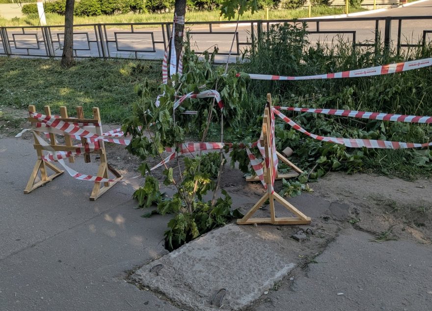 В Твери ободрали здоровый клен, чтобы огородить яму в асфальте клен