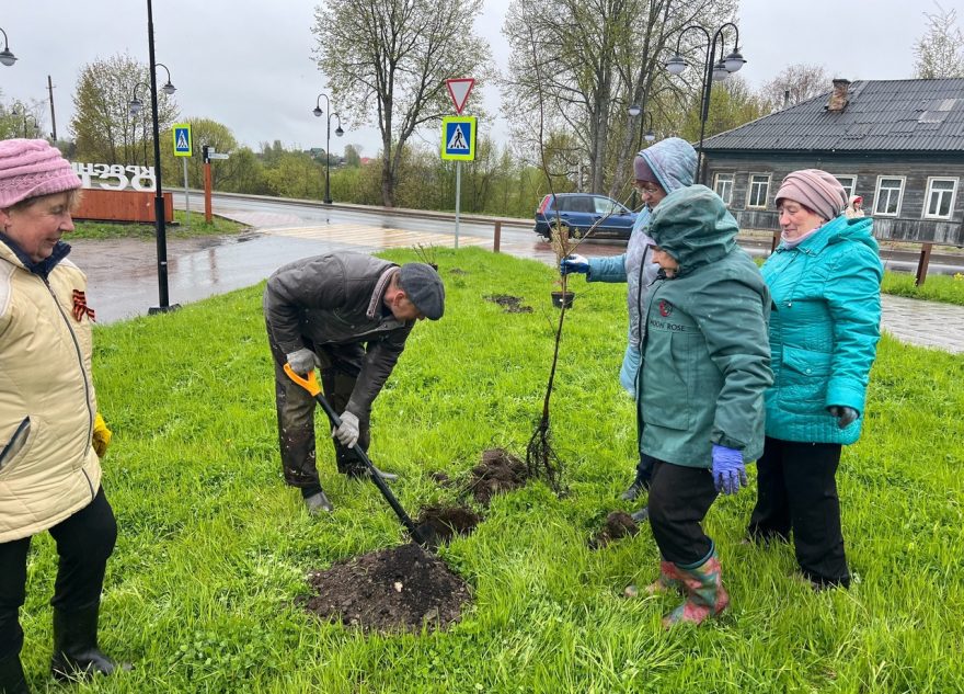 В Торопце высадили дубы в память о Победе