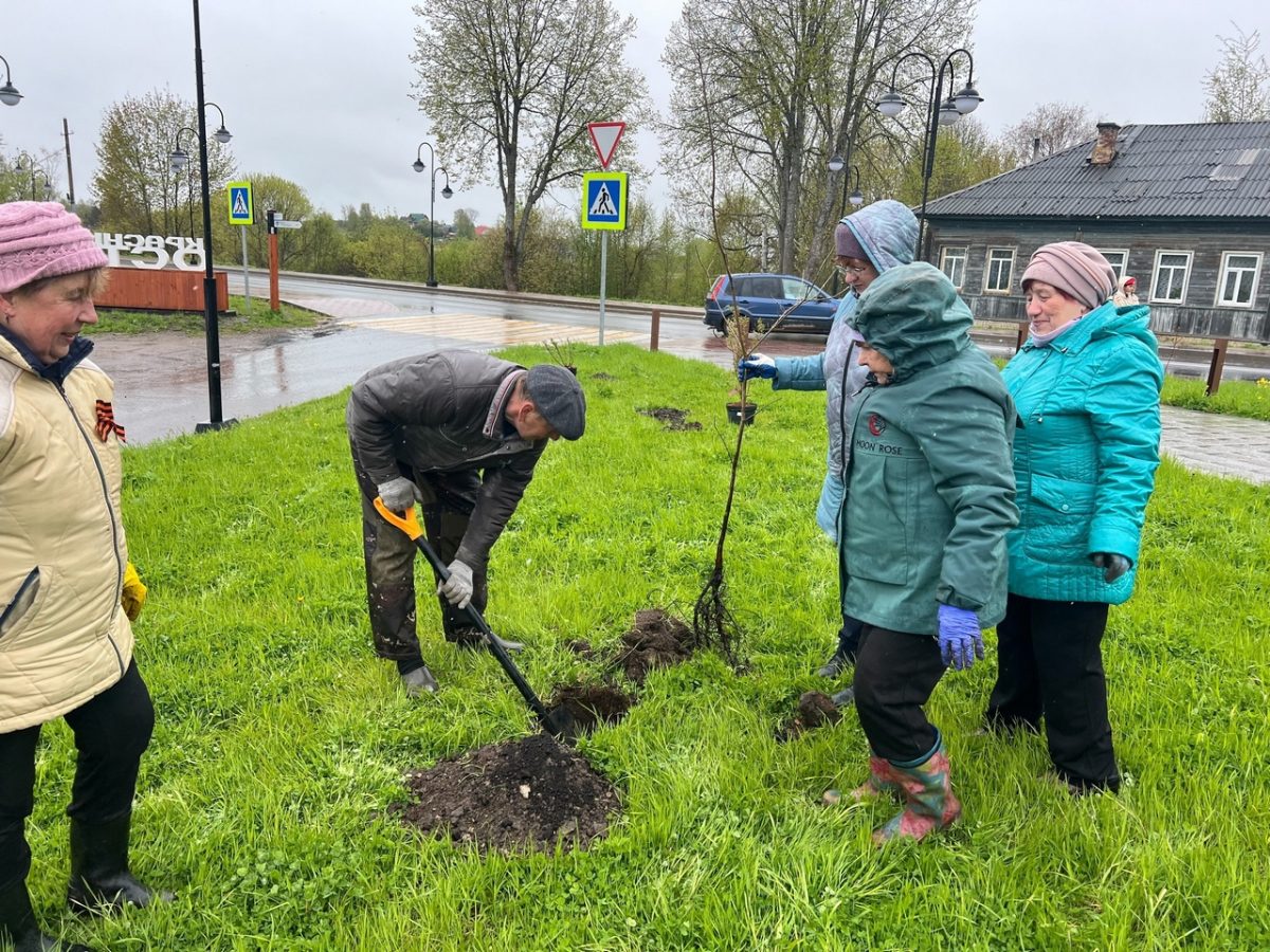 В Торопце высадили дубы в память о Победе