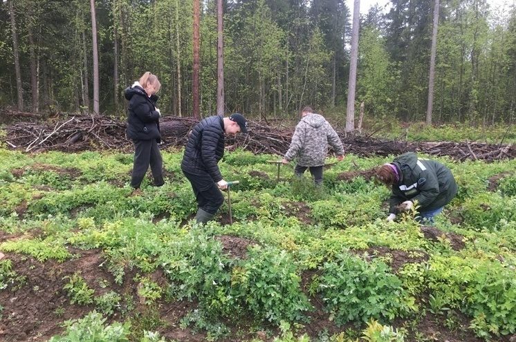 В Андреапольском округе школьники высадили около двух тысяч саженцев ели В Андреапольском округе школьники высадили около двух тысяч саженцев ели