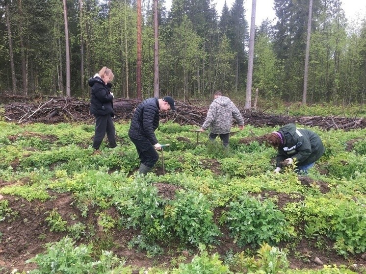В Андреапольском округе школьники высадили около двух тысяч саженцев ели