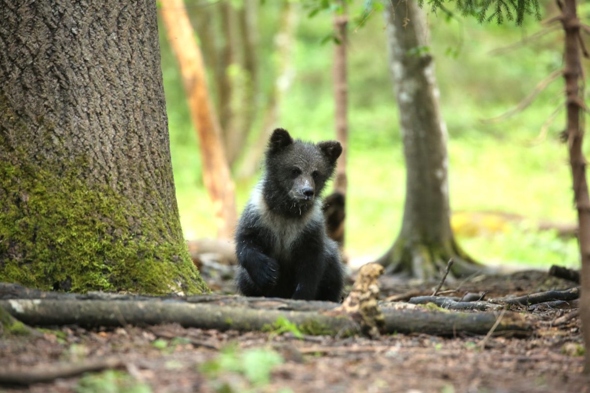 В Тверской области устроили первую медвежью фотосессию