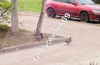 В Тверской области замечены самые культурные утки утки