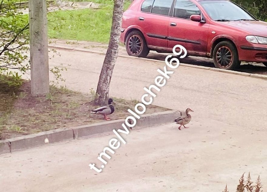 В Тверской области замечены самые культурные утки утки