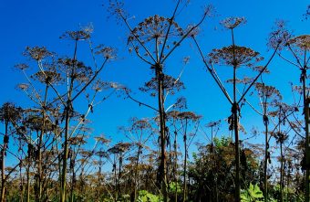 В Тверской области у собственника изъяли заросший земельный участок участок