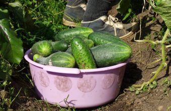 В Росреестре уточнили размер штрафов за неиспользование дачных участков участков