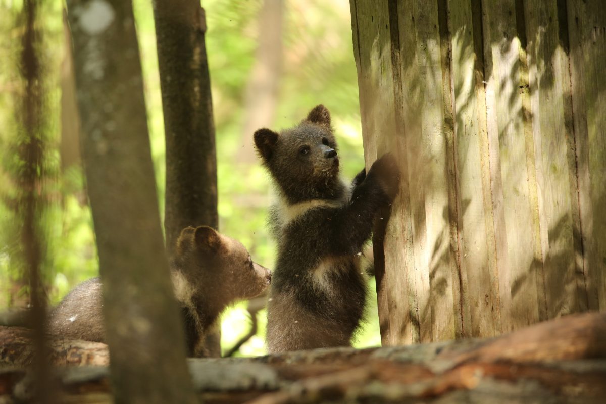 В Тверской области устроили первую медвежью фотосессию