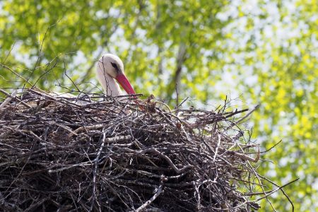 В Тверской области аисты сели на гнезда аисты