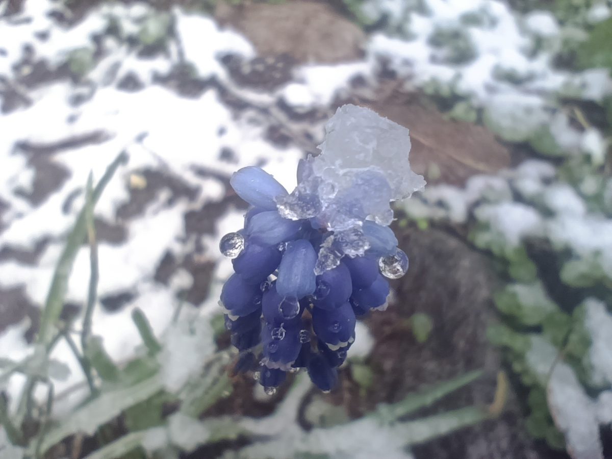 Жители Тверской области делятся фотографиями "майской зимы"