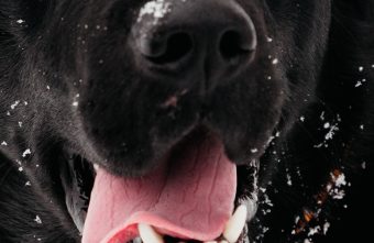 Владелец собаки, покусавшей мужчину под Тверью, заплатит огромную компенсацию