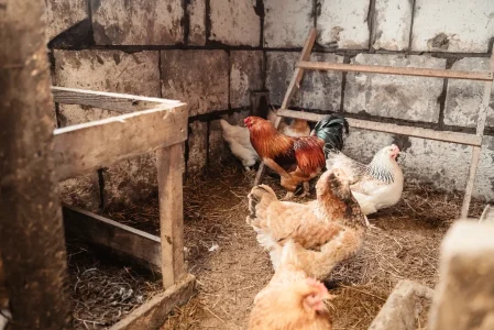 В Тверской области бродячие собаки убивают скот В Тверской области бродячие собаки убивают скот