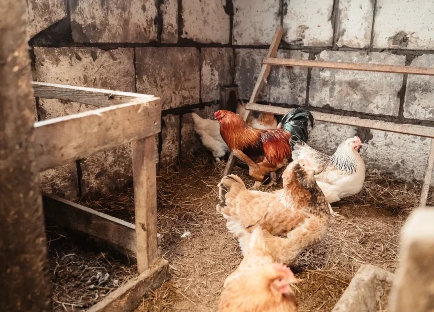 В Тверской области бродячие собаки убивают скот