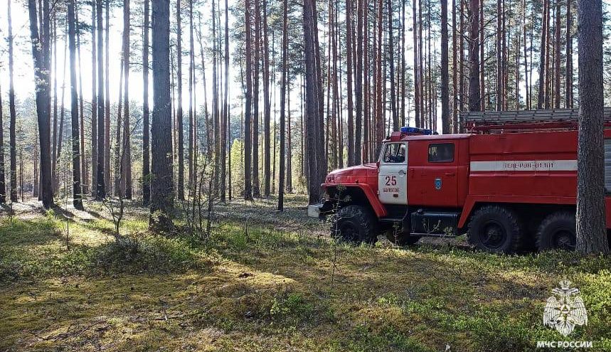 В Тверской области начались лесные пожары