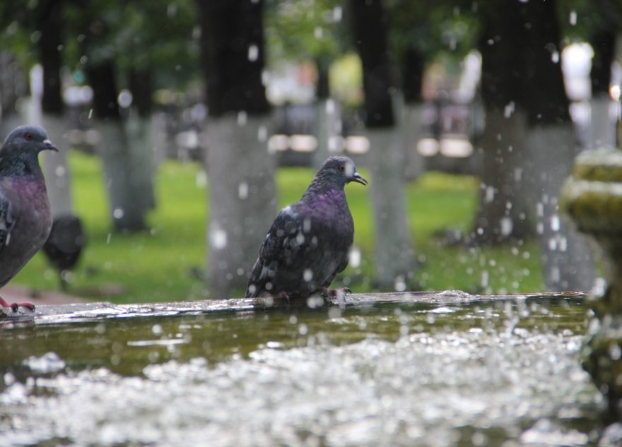 В поселке Тверской области 1 Мая откроется сезон фонтанов