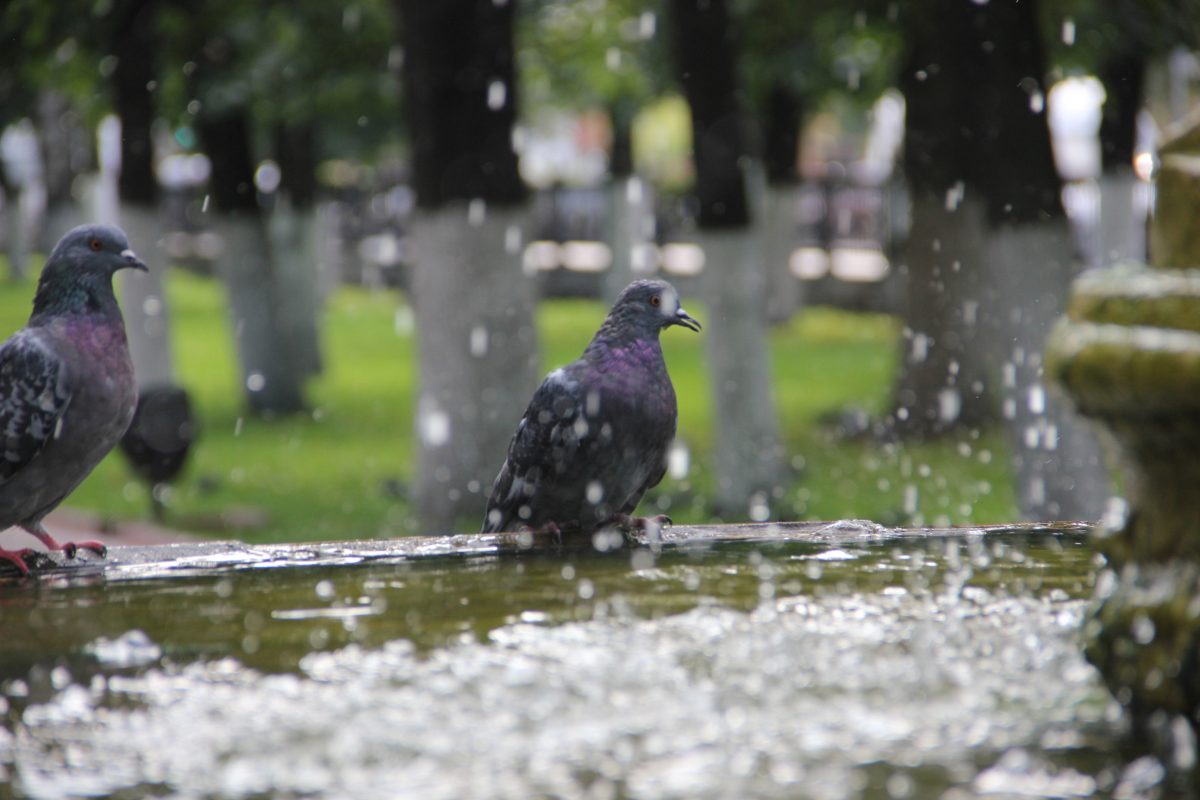 В поселке Тверской области 1 Мая откроется сезон фонтанов